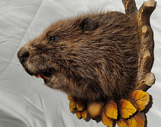 Бобр на медальоне без лап