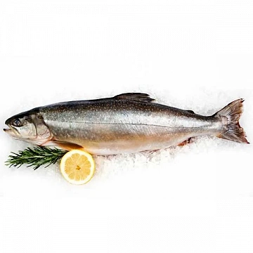 Голец свежемороженый (мешок 20кг) Фото Голец свежемороженый (мешок 20кг)