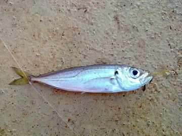 Ставридка черноморская 8-10 Фото Ставридка черноморская 8-10