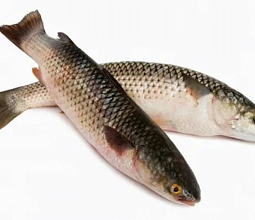 Хариус свежемороженый (50-100 грамм) Фото Хариус свежемороженый (50-100 грамм)