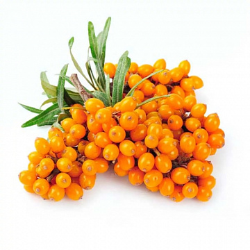 Облепиха очищенная замороженная 100 г Фото Облепиха очищенная замороженная 100 г