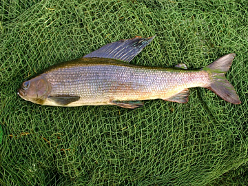 Хариус свежемороженый (700-1000 грамм) Фото Хариус свежемороженый (700-1000 грамм)