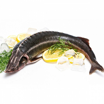 Осётр свежемороженый (6-9 кг) Фото Осётр свежемороженый (6-9 кг)