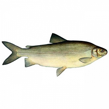 Чир свежемороженый 3-4 кг Фото Чир свежемороженый 3-4 кг