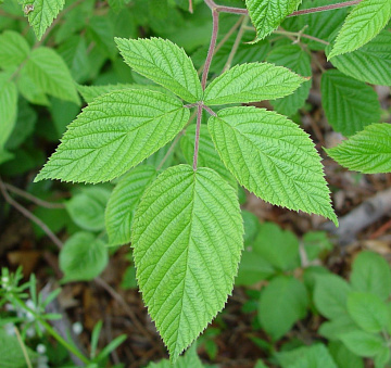 Лист ежевики сушеный Фото Лист ежевики сушеный
