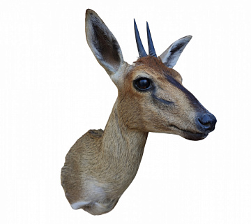 Голова хохлатой антилопы Фото Голова хохлатой антилопы