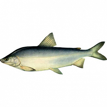 Муксун свежемороженый (0,7-1 кг) Фото Муксун свежемороженый (0,7-1 кг)