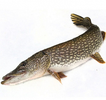 Щука свежемороженная непотрошеная 1-4кг Фото Щука свежемороженная непотрошеная 1-4кг