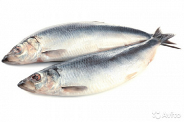 Сельдь Атлантическая свежемороженая неразделанная 350+ Фото Сельдь Атлантическая свежемороженая неразделанная 350+