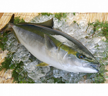 Лакедра (желтохвост) 0,5-1кг Фото Лакедра (желтохвост) 0,5-1кг