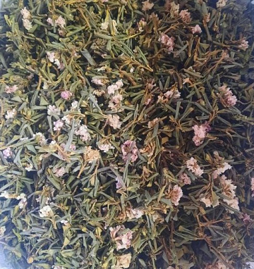 Саган Дайля, Рододендрон Адамса, 20 гр. с цветками Фото Саган Дайля, Рододендрон Адамса, 20 гр. с цветками