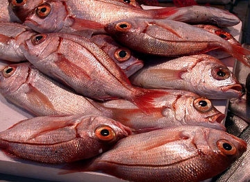 Дорадо розовый дикий (Зубан) 200-300 Фото Дорадо розовый дикий (Зубан) 200-300