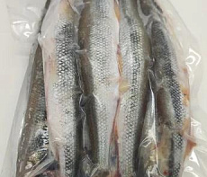 Корюшка азиатская зубастая тихоокеанская свежемороженая (20-35см)