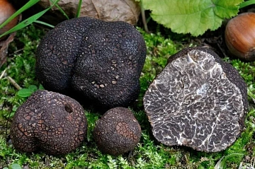 Трюфель черный зимний Tuber Melanosporum замороженный Фото Трюфель черный зимний Tuber Melanosporum замороженный