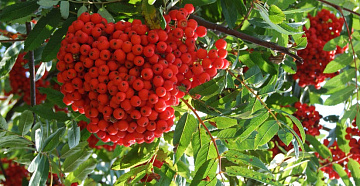 Рябина красная быстрозамороженная в коробке по 10 кг Фото Рябина красная быстрозамороженная в коробке по 10 кг