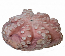 Осьминог  Марокко свежемороженый 2-3 кг