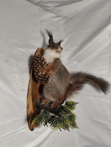 Превью Белка на медальоне с шишкой