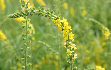 Репешок сушеный Фото Репешок сушеный