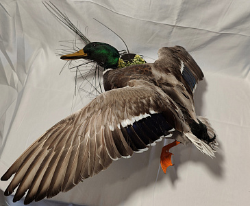 Превью Селезень на медальоне