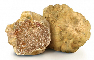 Трюфель белый  WHITE TRUFFLE BIANCHETTO (TUBER BORCHII) Фото Трюфель белый  WHITE TRUFFLE BIANCHETTO (TUBER BORCHII)