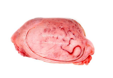 Фото Семенники бычьи