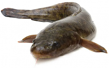 Налим свежемороженый (5-12 кг) Фото Налим свежемороженый (5-12 кг)