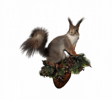 Белка на медальоне Фото Белка на медальоне