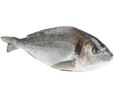 Дорадо с/м (600-800г)