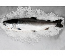 Горбуша свежемороженая непотрошеная 1,8-3 кг
