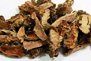 Фото Золотой корень