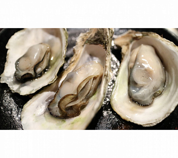Устрица Хасанская Фото Устрица Хасанская