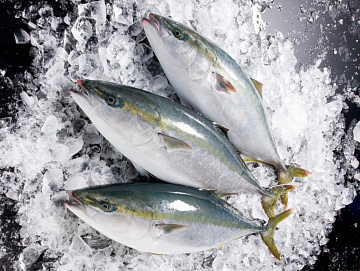 Лакедра (желтохвост) 1 кг Фото Лакедра (желтохвост) 1 кг